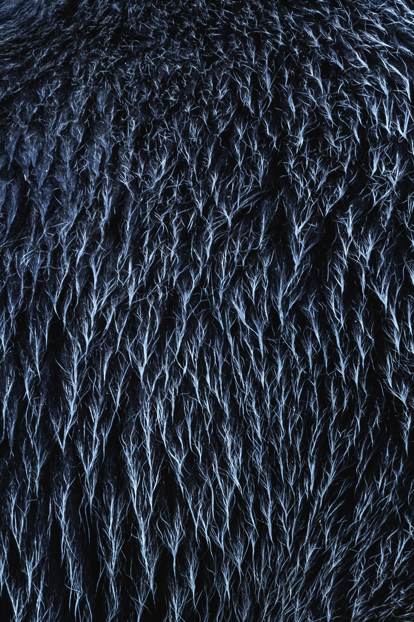 Abstract nature photography closeup of bear fur blue