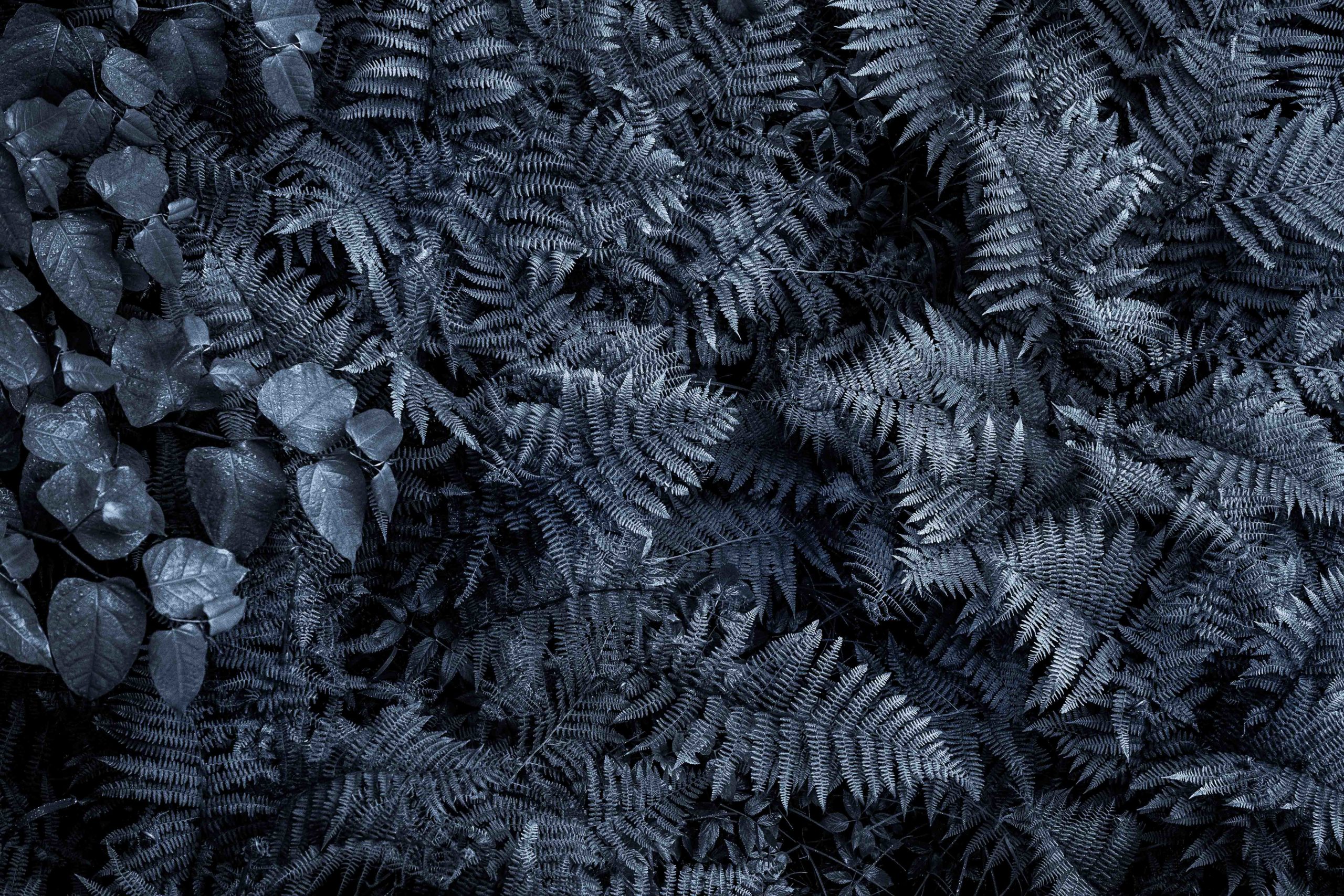Abstract landscape photography looking down on a cluster of ferns and other plants in the forest