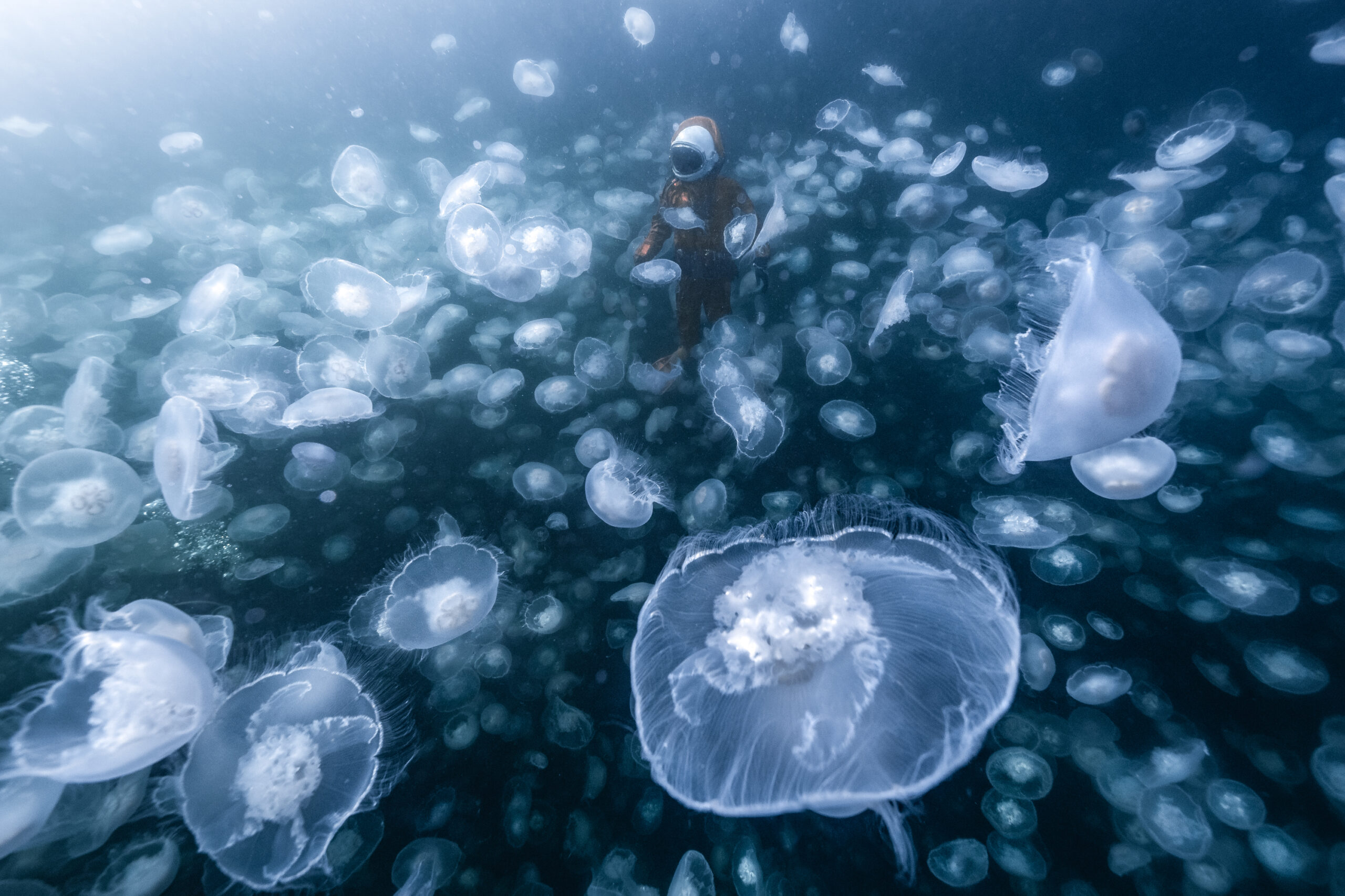 An astronaut swims amongst a large bloom of moon jellyfish off the coast of Brittish Columbia.