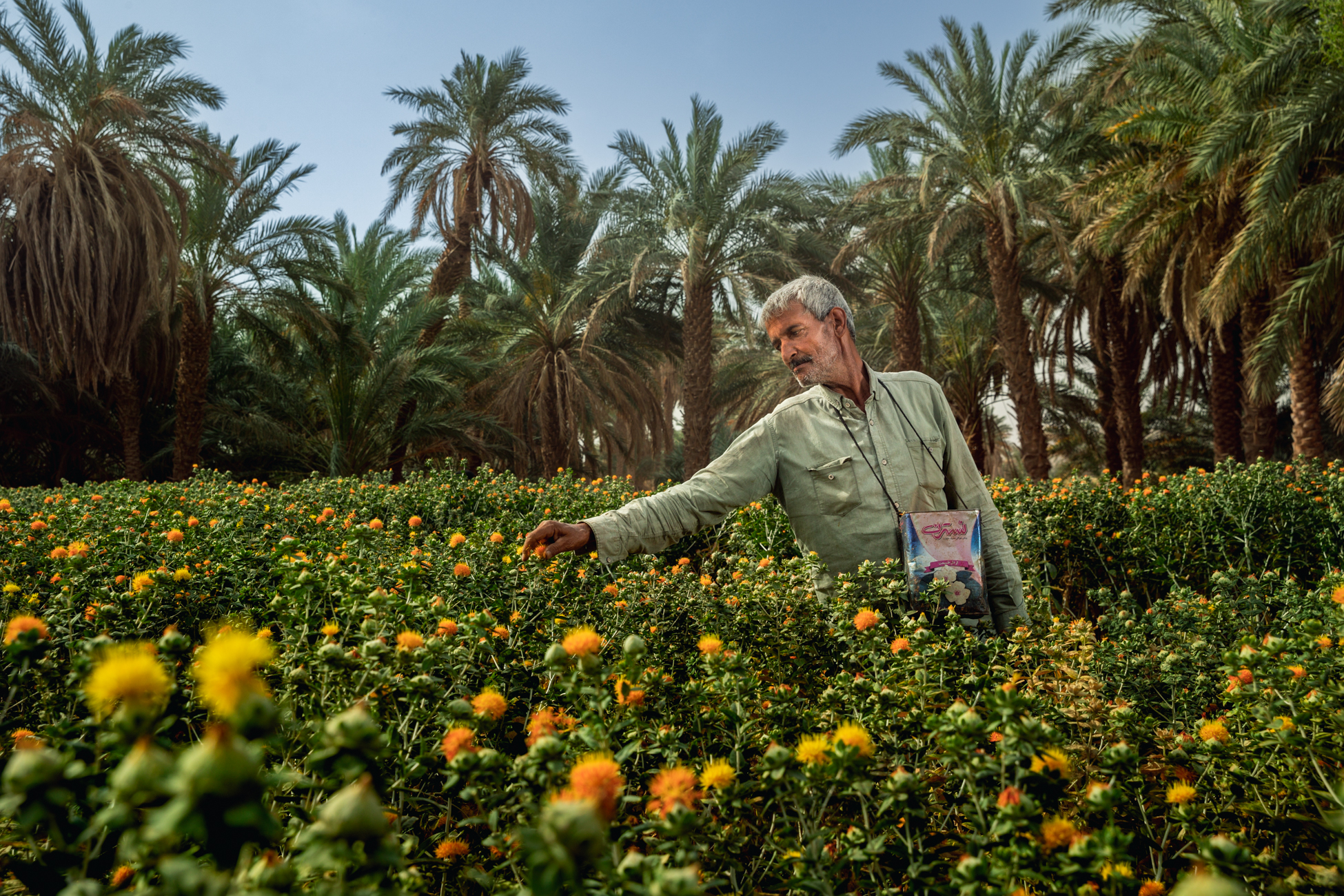 Photography of a farmer in central Iran harvesting orange blossoms which will be sold for tea