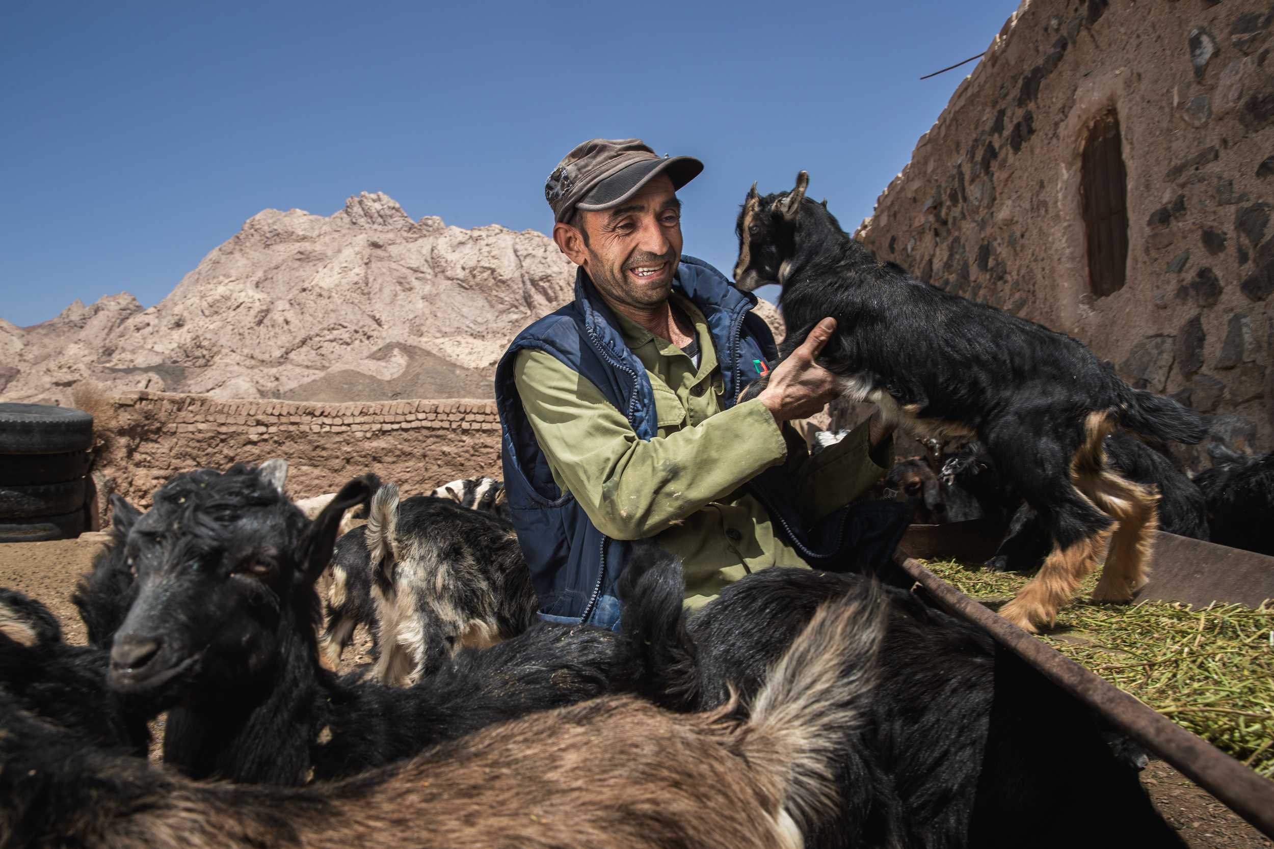 A farmer in central Iran taking care of his goats