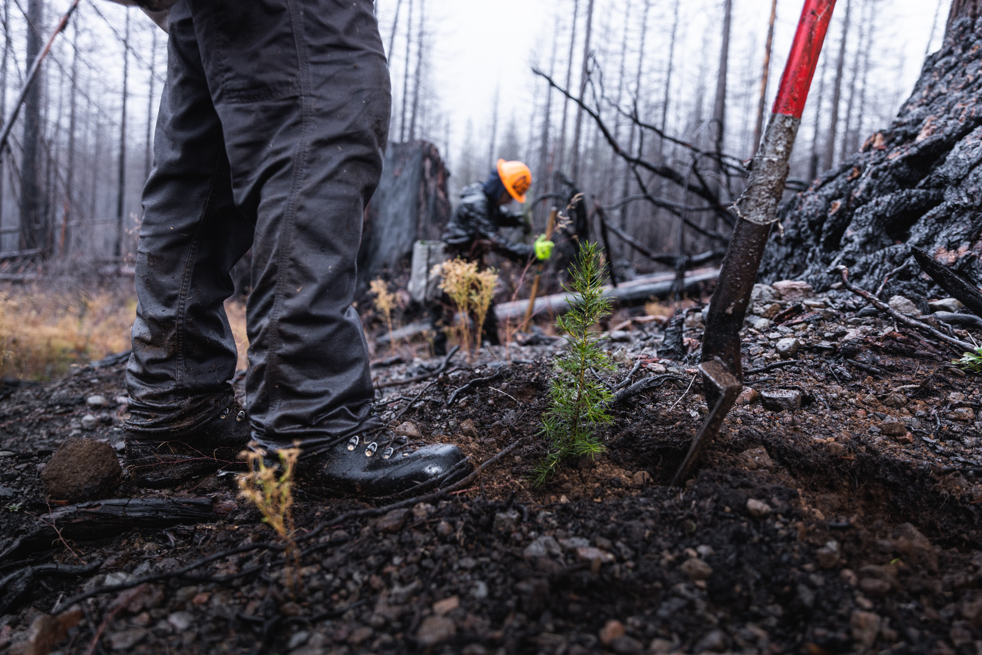 Photography of tree planters replanting douglas fir saplings in Oregon's Santiam State Forest after the Beachie Creek Fire of 2020. Shot on assignment for American Forests™