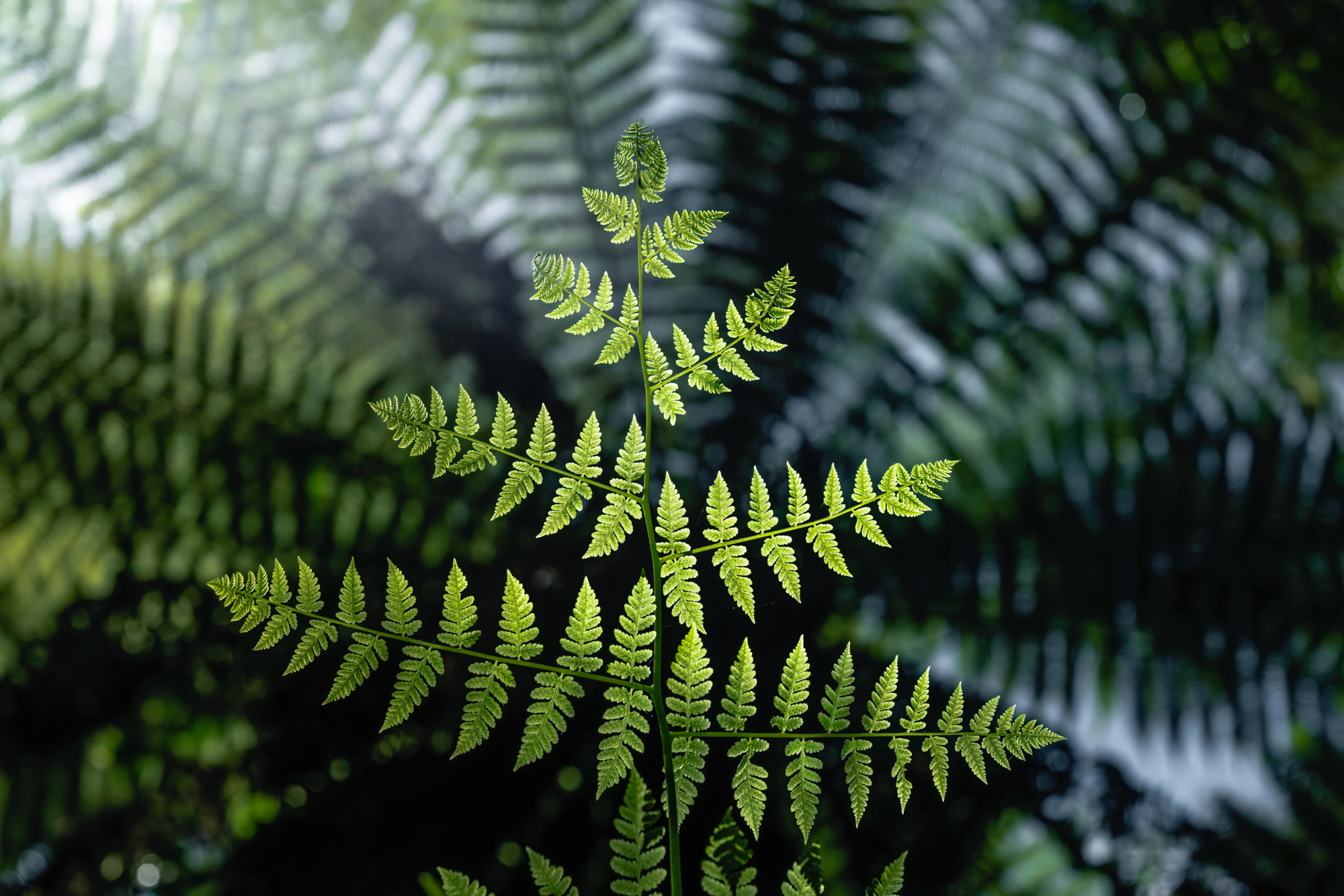 Landscape photography of a beautiful green fern in a forest