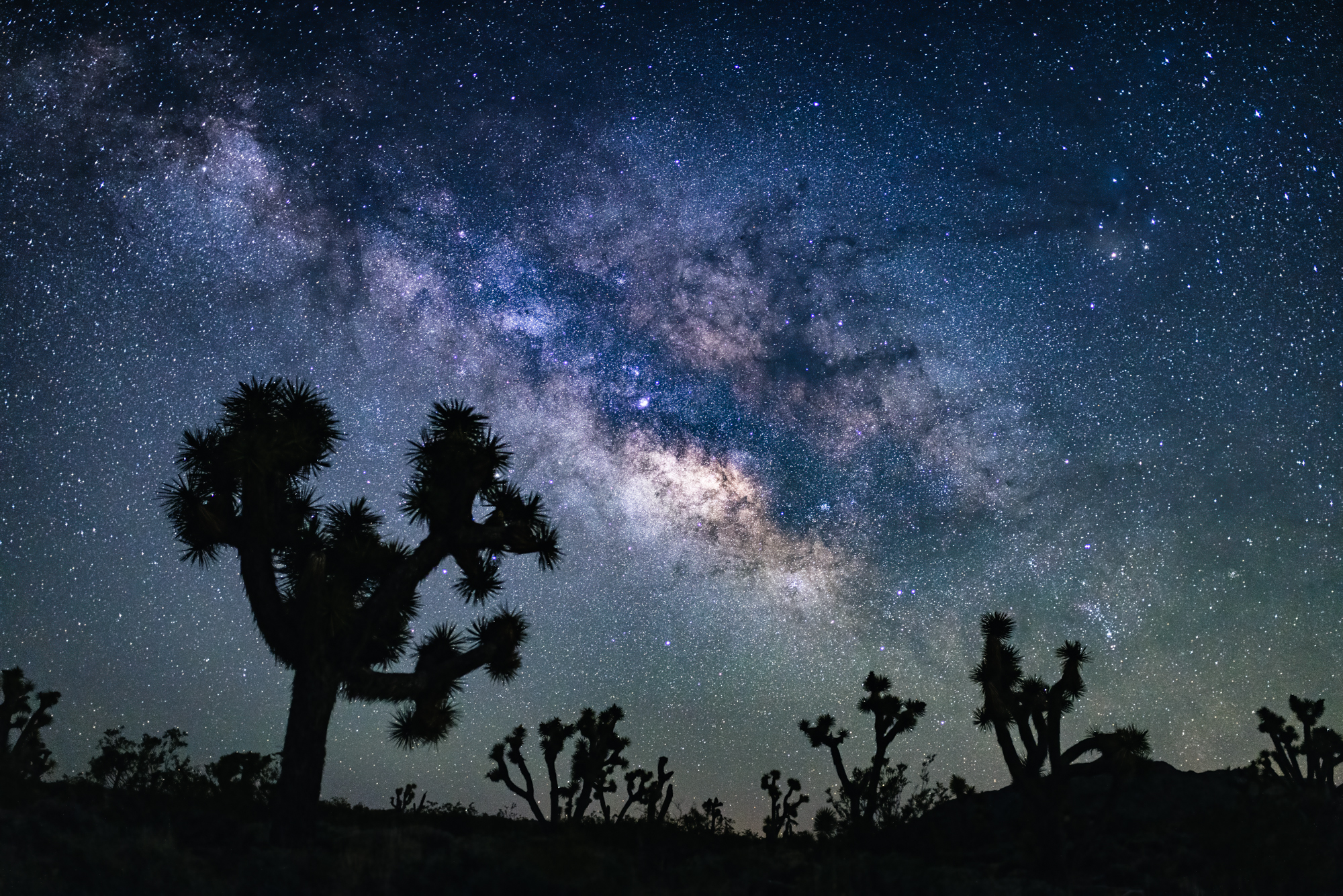 Night photography of the milkyway galaxy over Joshua Trees in the American Southwest