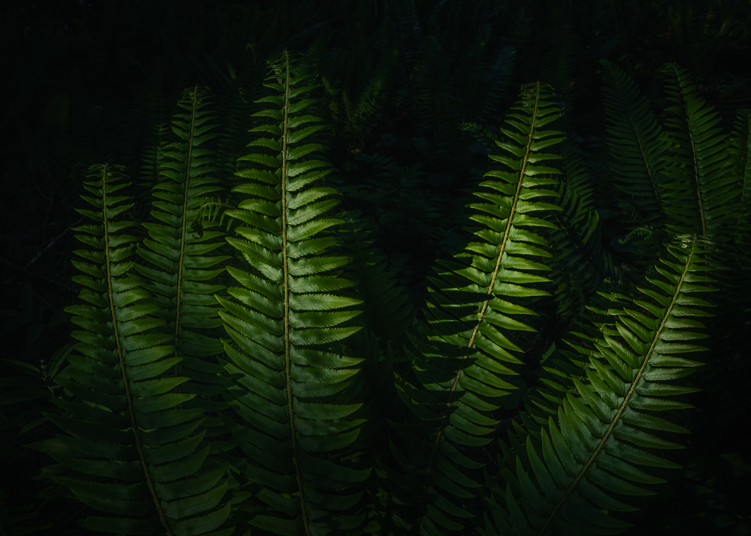 Final moments of sunlight illuminate a patch of sword ferns at a forest in Oregon