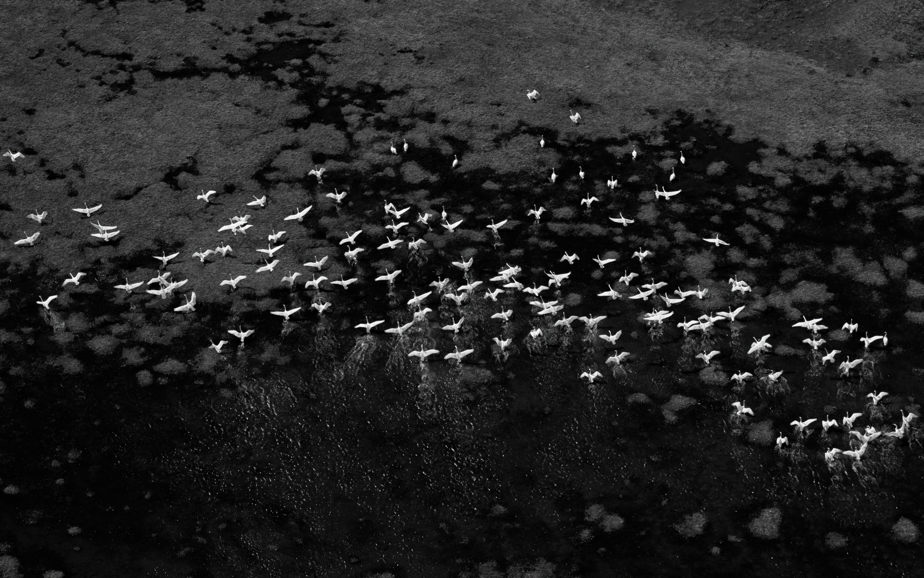 Aerial photography of a flock of whooper swans flying over Iceland