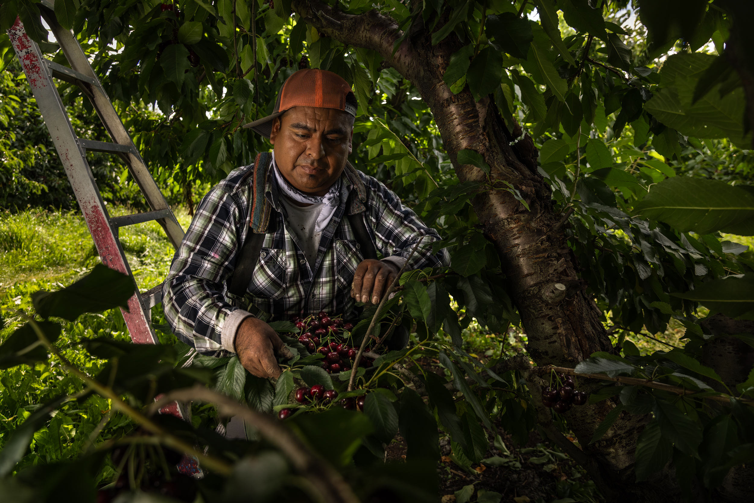 Photography of cherry harvest for Superfresh Growers in Yakima, Washington