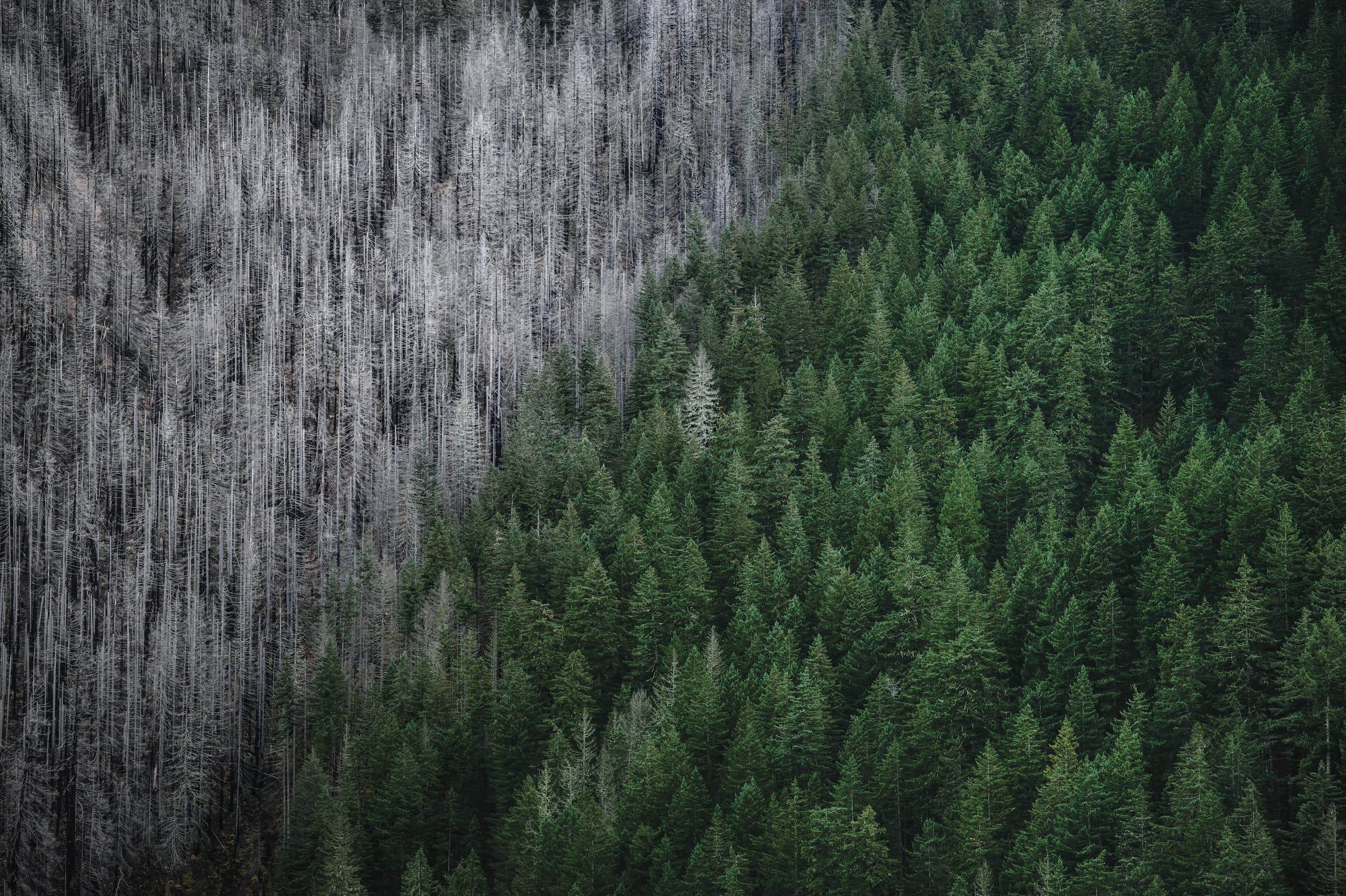 Aerial photo of the Columbia River Gorge showing the sharp boundary between wildfire burn scar and healthy forest